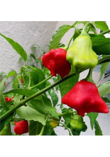Süper Paket Acı Süs Gül Biberi Tohumu Gül Biber Tohumu 85 Adet Tohum + Sürpriz Hediye Tohum