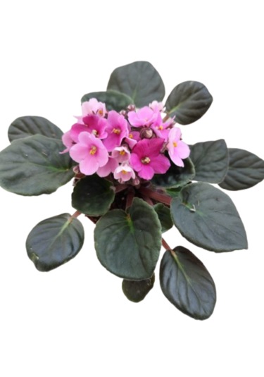 2 Adet İthal Menekşe Pembe Renk