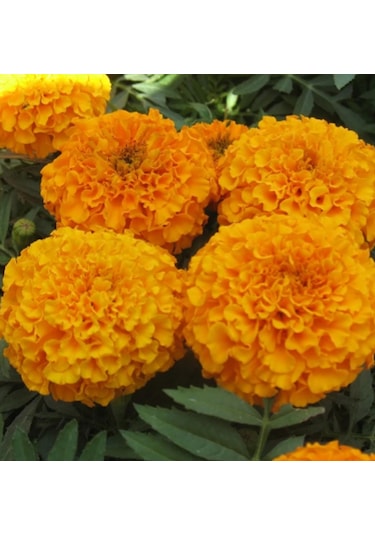 Arzuman Top Kadife Çiçeği Çiçek Tohumu 50 Adet