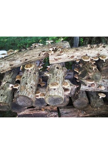 100 Gram Şitake Schiitake Mantar Tohumu 1 Adet