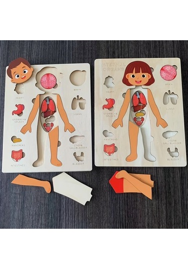 Willowhaven İnsan Vücudu Yapbozu - Çocuklar İçin Eğitici Öğrenme Oyuncağı