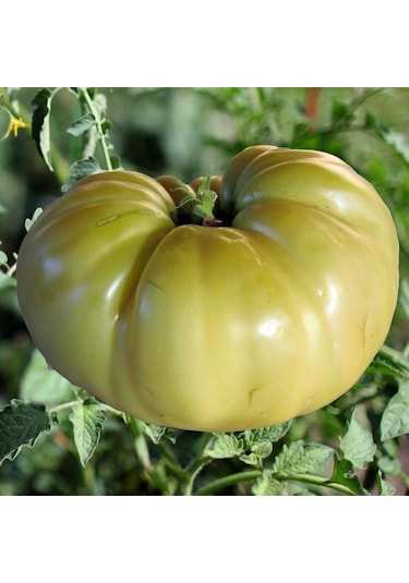 Doğal Great White Domates Tohumu 20 Adet