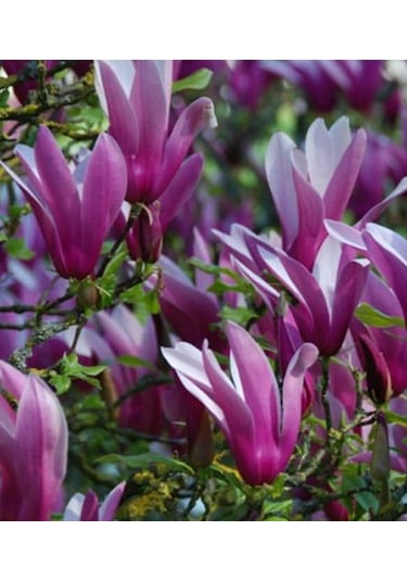 Manolya Yaprak Döken Manolya Tüplü 150-180 Cm Bulunan Fidan