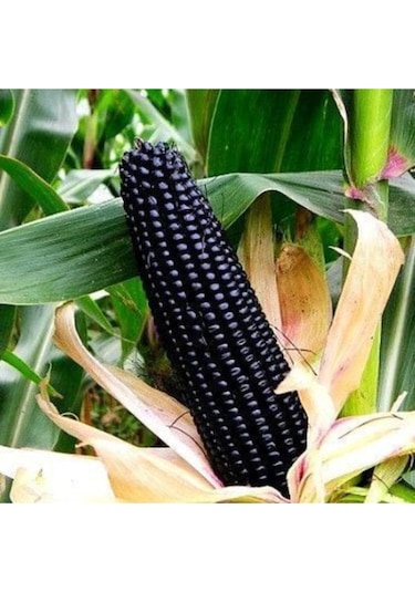 Süper Paket 20 Nadir Ithal Siyah Mısır Tohumu