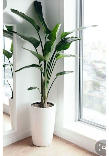 Strelitzia Starliçe 90-120 Cm Boyunda Tek Gövdeli Salon Bitkisi İç Mekan Bitkisi
