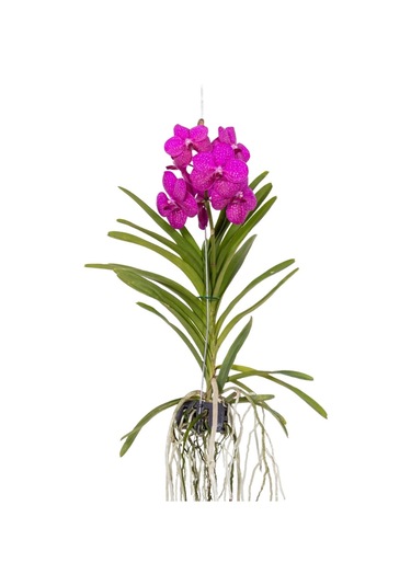 Vanda Tayanee 'cerise' Vanda Orkide