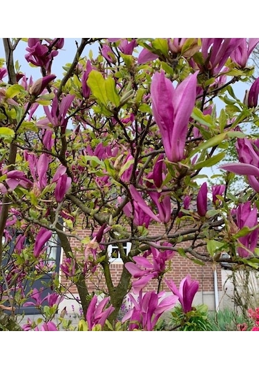 Manolya Yaprak Döken Manolya Tüplü 150-180 Cm Bulunan Fidan