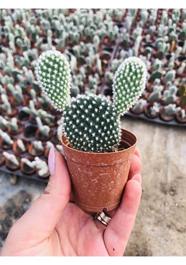 Opuntia Microdaisys Albata Beyaz Tavşan Kulağı Kaktüs