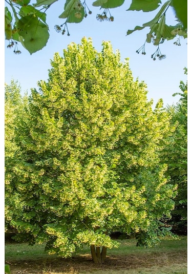 Ihlamur Ağacı Fidanı 50-100 Cm Tilia Tomentosa 2-3 Yaş