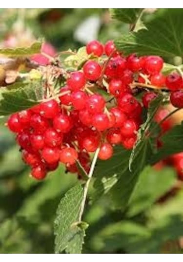 10 Adet Tohum Nadir Bulunan Gileboru Gilaboru Girebolu Bitki Tohu