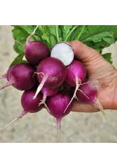 150 Adet Tohum Nadir Mor Turp Tohumu Organik Hobi Bahçe Turplar