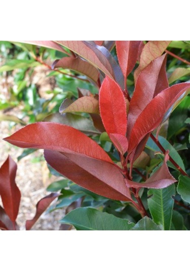 Tüplü Alev Çalısı Photinia Red Robin 30 40 Cm