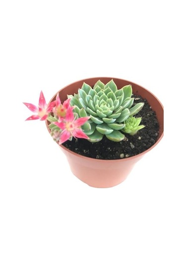 İthal Anaç Sukulent
