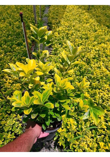 Gold Taflan 20 Adet - Sarı Çit Bitkisi