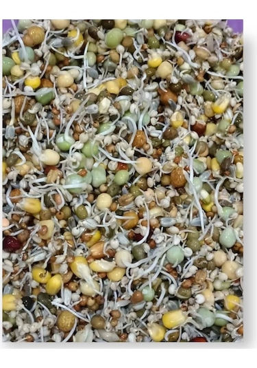 Kuşlara Çimlendirmelik Filizlendirmelik 11 Çeşit Tohum 1 KG