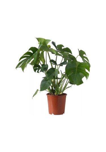 Deve Tabanı Ev Bitkisi 40-60 Cm