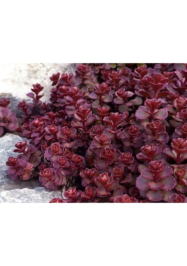 Kırmızı Sedum 15 Adet - Yer Örtücü Çok Yıllık Bitki