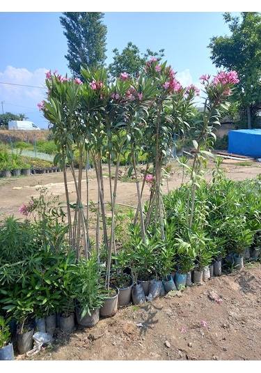 Tijli Pembe Zakkum Ağacı 1,70-200 Cm. Nerium Oleander