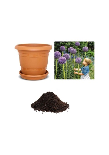 Dev Allium Tohumu Ekim Seti