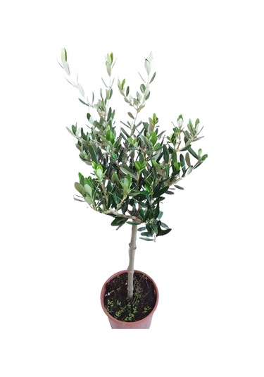 zeytin fidanı 50-70cm