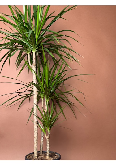 Madagaskar Ejder Ağacı Dracaena Marginata 100 Cm Çoklu Gövdeli Form