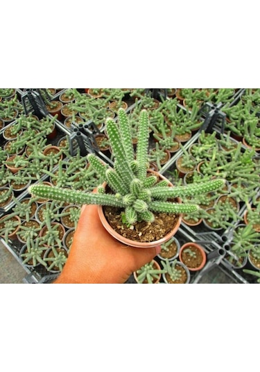 Yılan Kaktüs Chamaecereus Silvestris 10 Adet