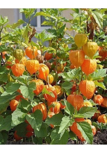 Süper Paket Altın Çilek Tohumu Kaz Üzümü Yer Çileği Tohumu 65 Adet Tohum