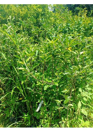 Yeşil Deniz Fidancılık Tüplü Yeşil Elma Fidanı 100-150 Cm