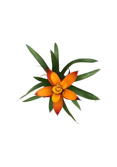 Guzmania Lingulata 'Orange' (Guzmanya) Ø12 CM Y35-40 CM