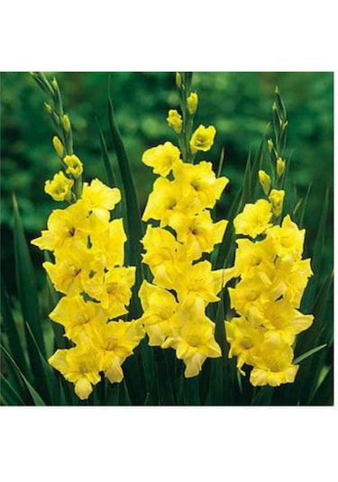 Sarı Renk Glayöl Soğanı 5 Adet