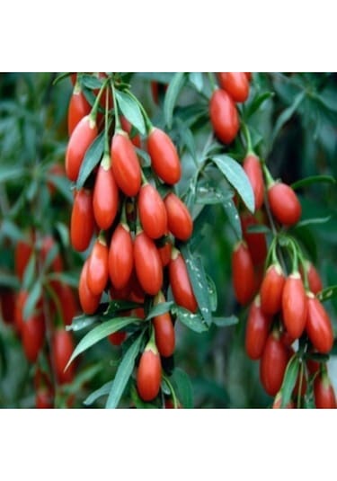 Goji Berry Fidanı Tüplü Meyve Verme Yaşında