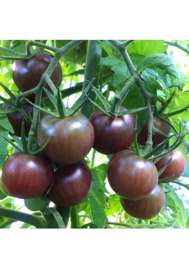 50 Adet Tohum Organik Köy Çeri Siyah Domates Tohumu Sürdürülebilir Köy Tohumu Hediye Tohum