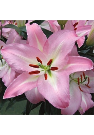 Beyaz Göbek Pembe Kenarlı Özel Renk Zambak Soganı 2 Adet