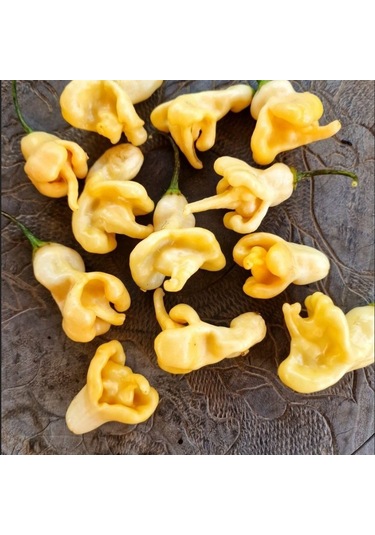 Doğal Geleneksel Aji Confision Biber Tohumu 10 Tohum