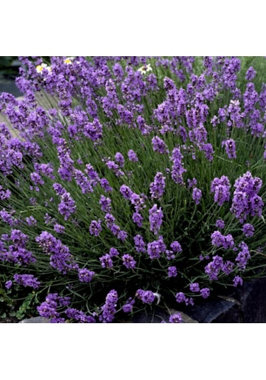 40 Ad. Açık Köklü Intermedia Lavanta Fidanı Fidesi