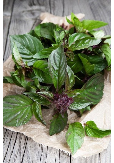 Tayvan Fesleğen Tohumu Thai Basil