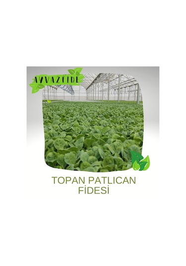 Topan Patlıcan Fidesi 100 Adet