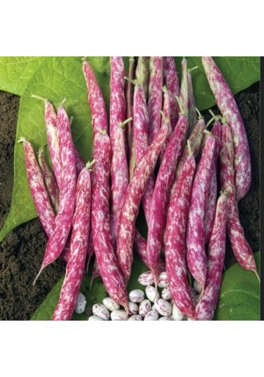 Doğal Anadolu Geleneksel Oturak Barbunya Tohumu 20 Tohum