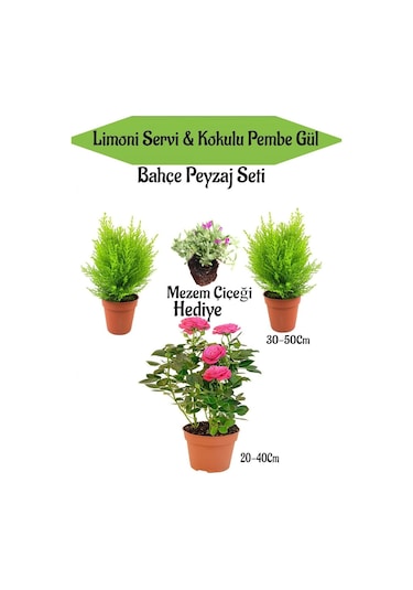 Bahçe Seti 2 Adet Limon Servi Çamı+1 Adet Pembe Gül+hediye Mezem Çiçeği