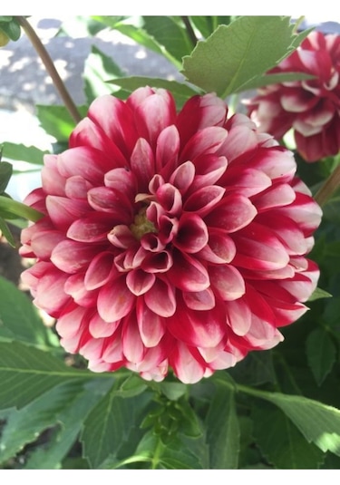 2 Adet Öel Renkli Yıldız Çiçeği Soğanı Dahlia