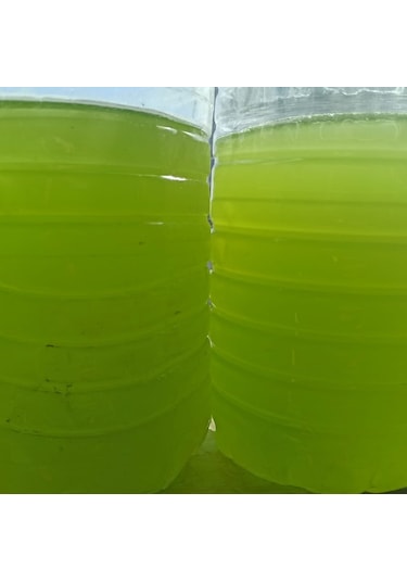 Mawrond Fitoplanktonlu Yeşilsu Chorella Yosunu 1 L