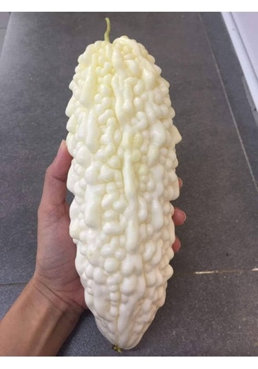 10 Adet White Large Bitter Kavun Tohumu