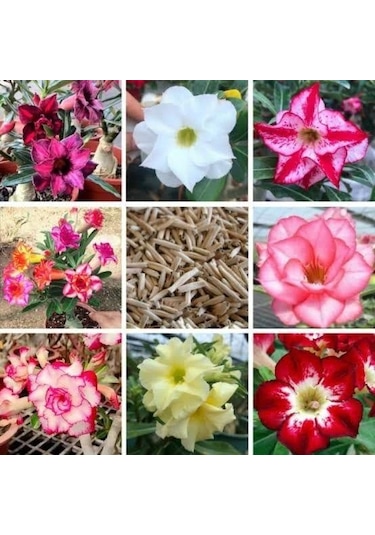 8 Adet Adenium Çöl Gülü Çiçeği Fidanı Pakedi mix Karışık 1375