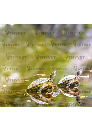 Tnyvet 100 Watt / Gün Işığı Güneş Lambası Isıtıcı Lamb