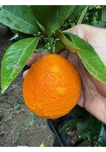 3 Yaş Yafa Portakal Boy 150-170 Cm