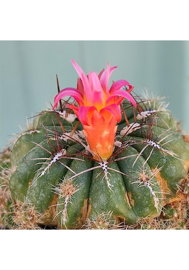 Çiçek Açan Tür, Bol Yavrulu Matucana Polzii Kaktüsü 5.5cm Saksıda Gönderilir