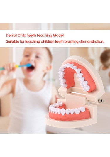 Wezone Çocuklar İçin Diş Fırçalama Eğitim Modeli - Beyaz Reçine Diş Maketi