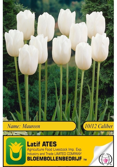 Maureen / 2023-lale Soğanı