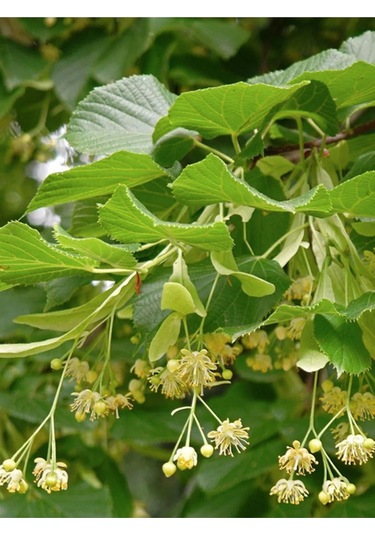Kuzeylina Ihlamur 50 G