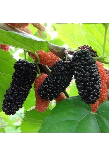 Tüplü Yediveren Siyah Avustralya Dut  Fidanı